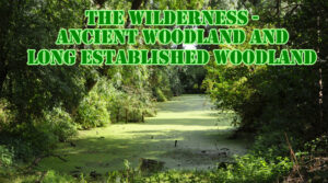 The Wilderness - Ancient and Long Established Woodland