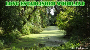 The Wilderness - Long Established Woodland