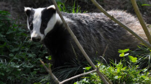 Photo shows a badger - to accompany the LTC impacts on badgers update