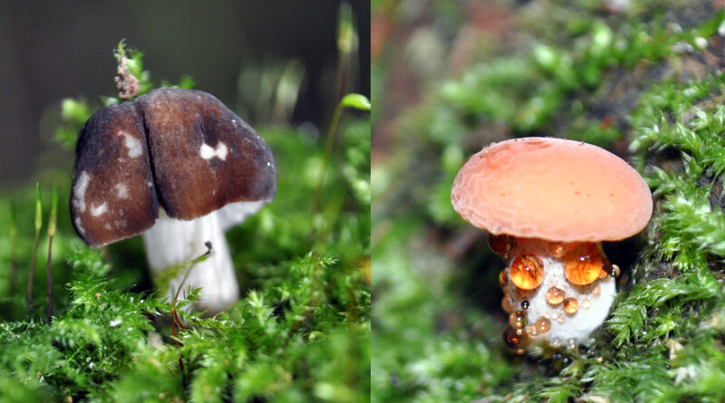 LTC impacts on fungi