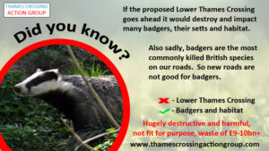 LTC - Impacts on badgers
