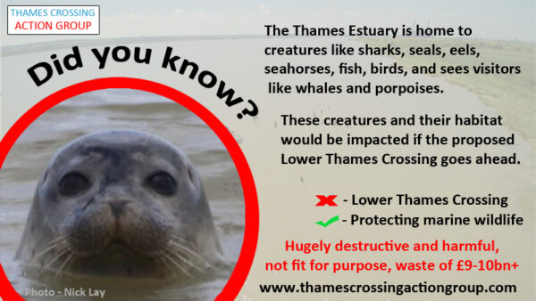 LTC impacts on marine wildlife